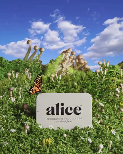 Alice Mushroom Brainstorm Chocolate